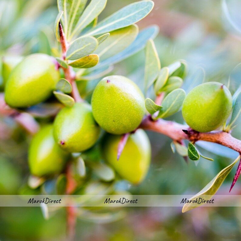 Moroccan Argan Culinary Oil for Dipping, Drizzling, Cooking